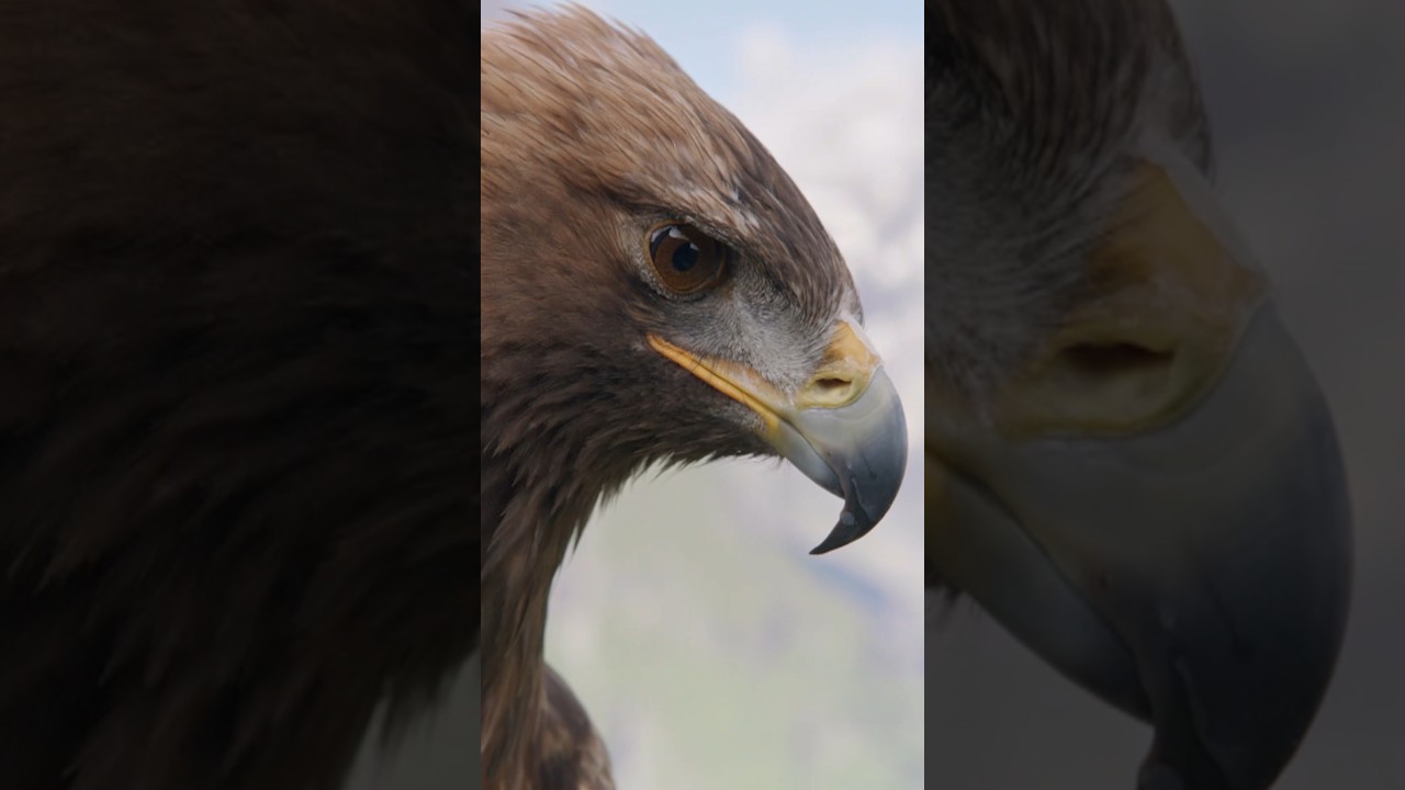 Perfect Shot: 🦅A Mighty Golden Eagle Ambushes Careless Marmot in the Austrian Alps! Spectacular Hunt