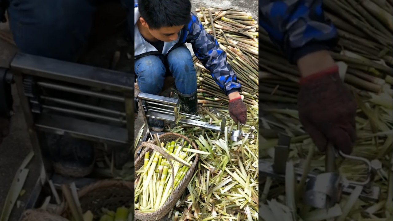 Amazing Bamboo Shoot Peelers 
