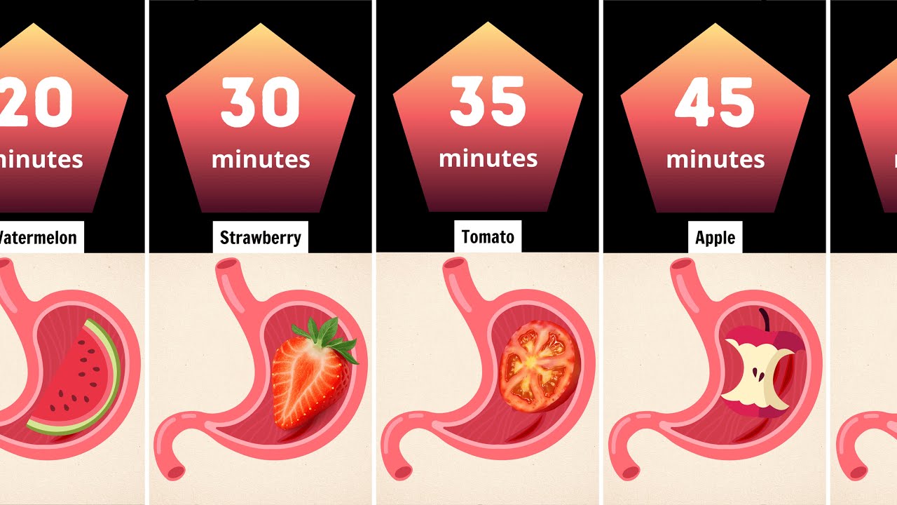 30 Fruits Digestion Time: Which One Digests the Fastest? 🍉⏱️