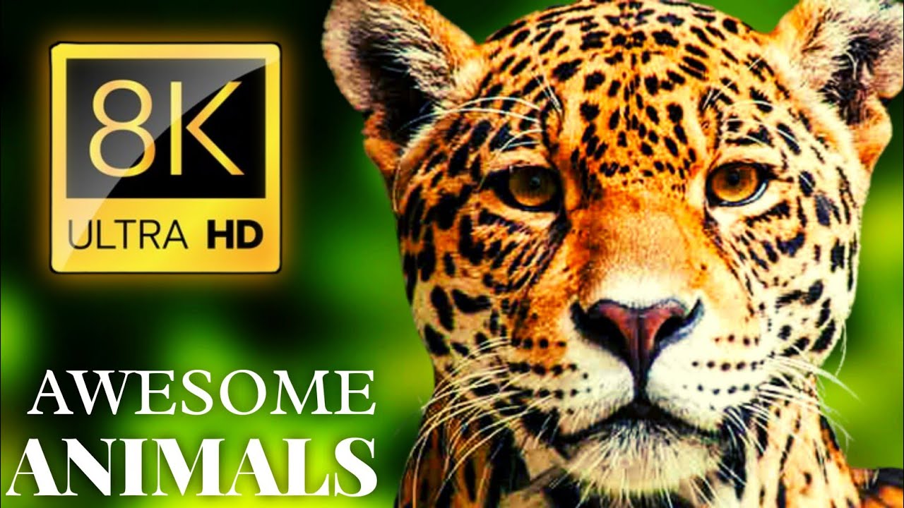 AWESOME ANIMALS 8K ULTRA HD @BrunoSaraviaPhotography Challenge