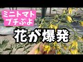 【ミニトマトプチぷよ】定植後45日目栽培レポート