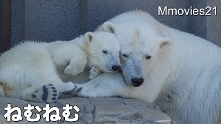 Polar Bears sleepy そろそろ眠いホッキョクグマ親子