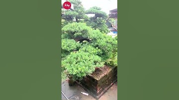 vị trí đặt chậu tùng la hán #tùnglahán #bonsai