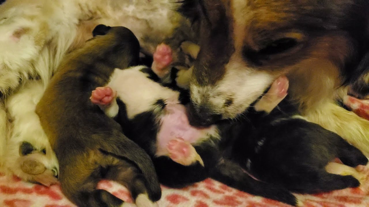 Stray Mother Dog Licking Her Cute Newborn Puppies Clean While They Are