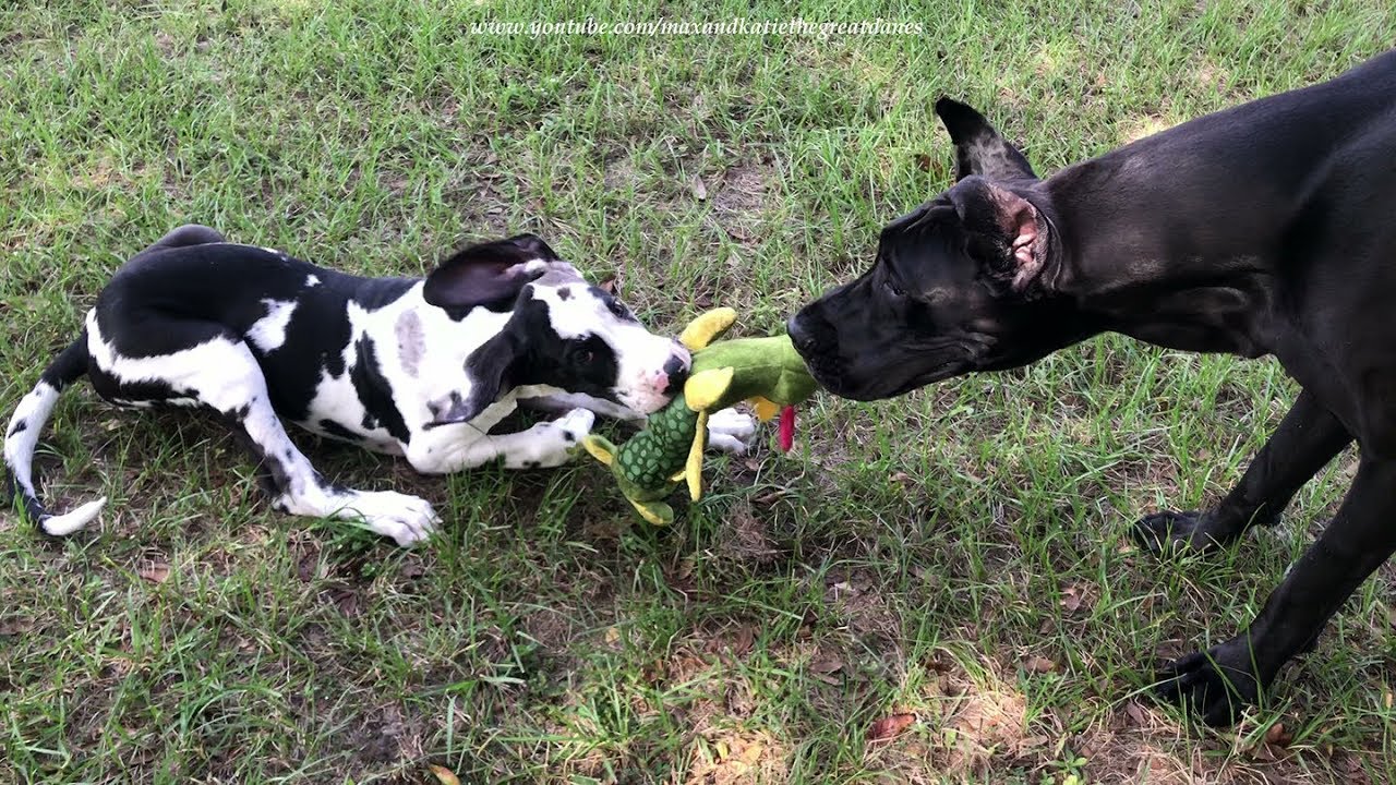 Playful Great Dane and Puppy Love Their Stuffed Alligator Toy