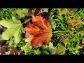Glimpses of fall season : Episode 3