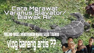 MERAWAT VARANUS SALVATOR / BIAWAK AIR!!! Tips And Tricks : Mencerahkan Warna Salva.. WAJIB TONTON !!