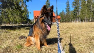 German Shepherd Begs Owner To Continue Playing In The Most Adorable Way by Leo Fucarev 184,173 views 3 weeks ago 2 minutes, 37 seconds