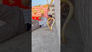 Mere munne bhool na jana tu apna farj nibhana 😱 #snakevideo @Panchal_Ji_Snake_Expert #shorts