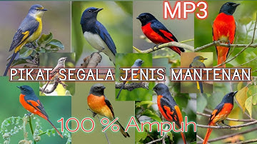Mp3 Suara Pikat Untuk Semua Jenis Mantenan 💯 % Joss Ampuh Dapat Banyak‼️