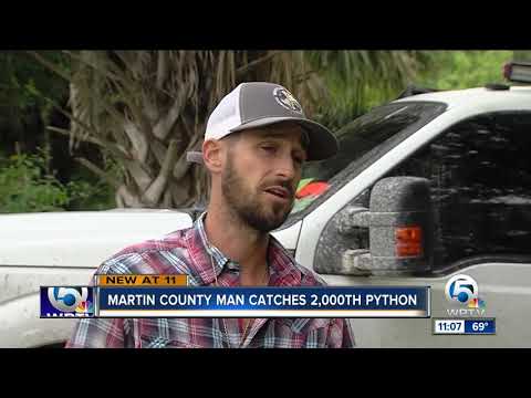 Two and a half miles of invasive snake hunted in Everglades