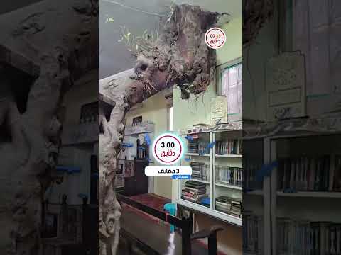فى وسط البلد شجرة حيرت مصر كلها طالعة من سقف مسجد كإنها بتصلي