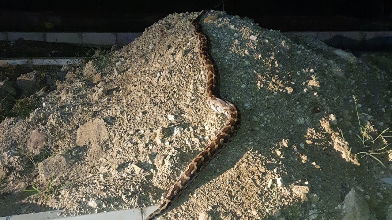 snake in iit tirupati...... YouTube