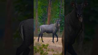 नीलगाय की रफ्तार और ताकत देखकर शिकारी भी रह जाते हैं हैरान!#animalfacts #animalinformation