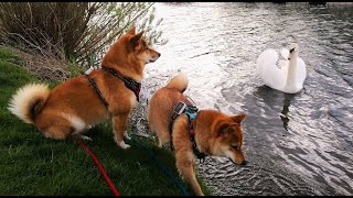 Shiba Inu meet swan.