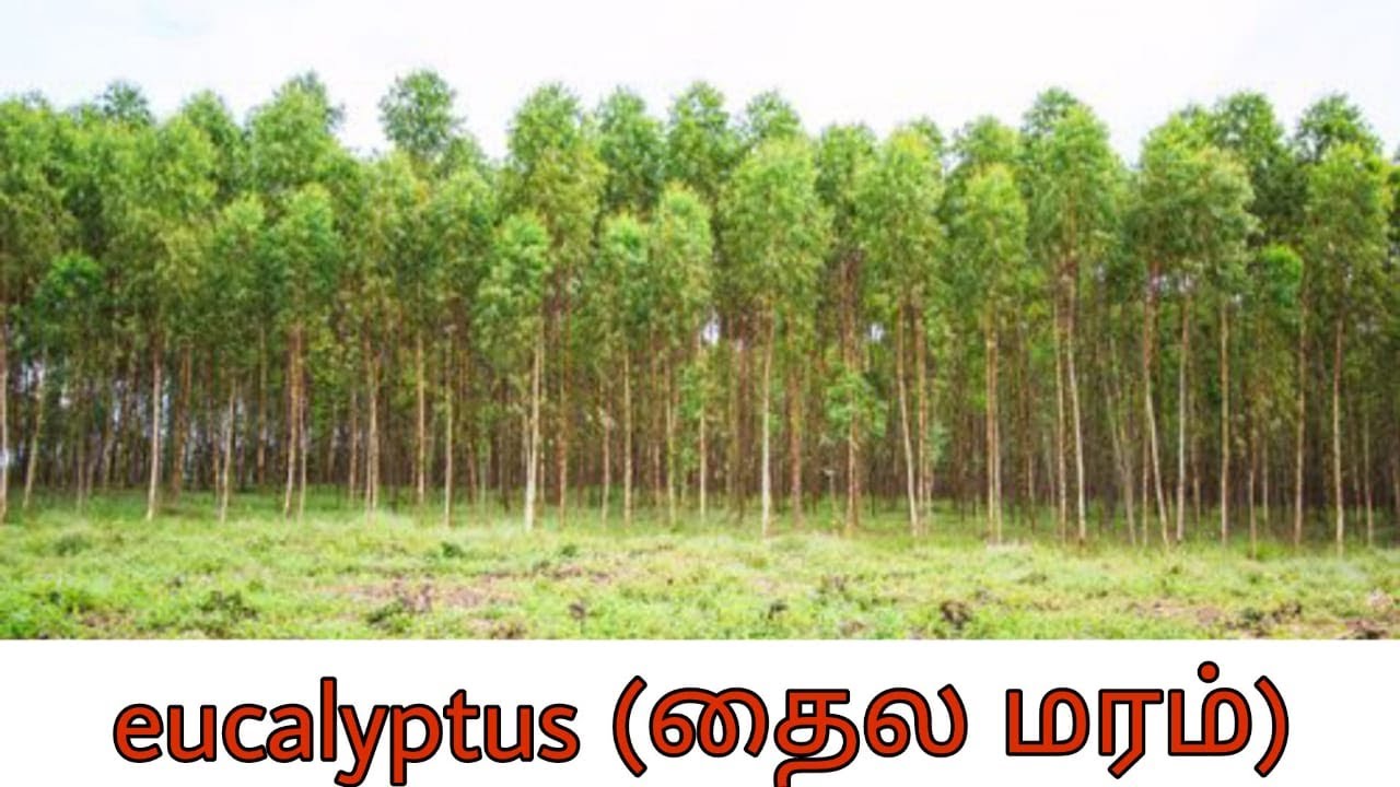 தைல மரம் | VILLAGE TOUR | EUCALYPTUS TREE - YouTube