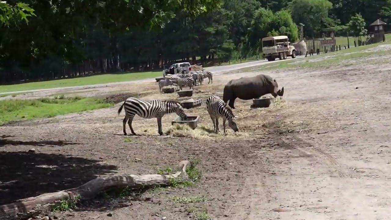 サファリページ Full Ride of Six Flags Great Adventure Safari from Inside the Park