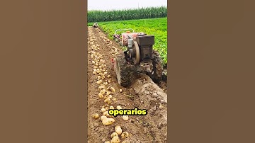 De la pala a la máquina: así cosechan papas hoy