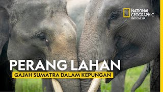 Krisis Habitat: Gajah dan Manusia dalam Pertarungan di Sumatra - National Geographic Indonesia