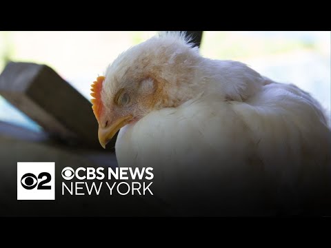 First feline bird flu case reported in New Jersey
