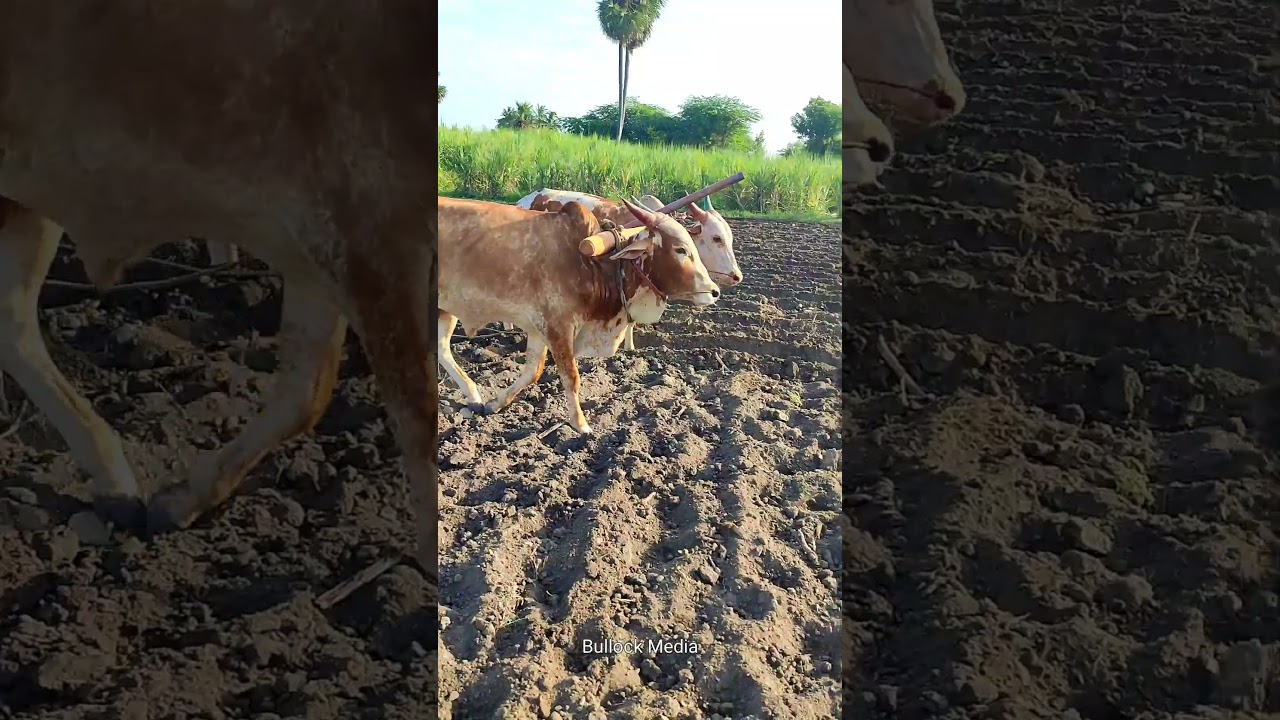 bull ploughing the field with bull | ploughing with bulls | bulls ploughing video | bullock media