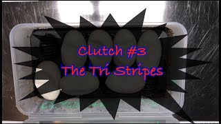 Triceratops x Nangani 3.20 Tri Stripe Clutch