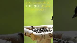 Attract Chickadees to Your Birdfeeder