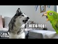 Husky Has Argument With Bird That Talks Back!