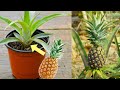 घर पर ही उगाओ अनन्नास का पौधा फ्री में How to grow pineapple plant from pineapple