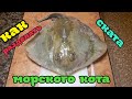 Как разделать морского кота (ската)