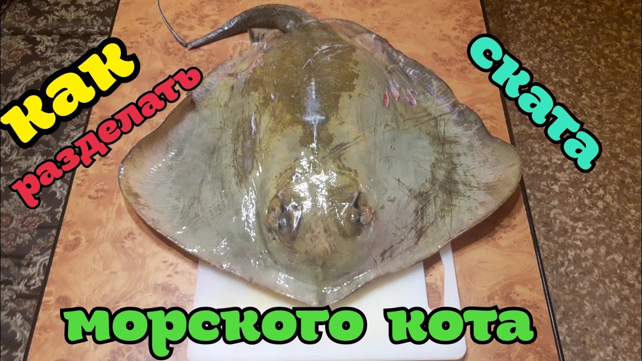 Как разделать морского кота (ската)