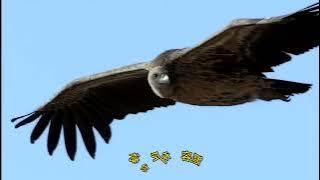 Download lagu 火爆全网刀郎神曲《大漠红妆》完整版,太好听了,唱碎多少人的心