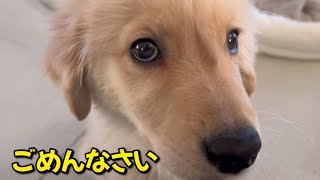 遊びたい子犬に容赦なく教育をする先住犬ww