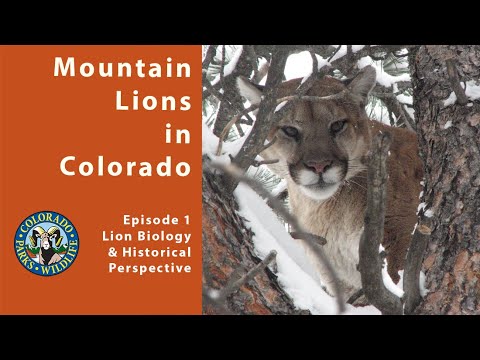 Mountain Lion Biology