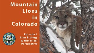 Episode 1: Mountain Lion Biology & Historical Perspective