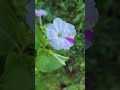 반갑다! 코스모스,분꽃