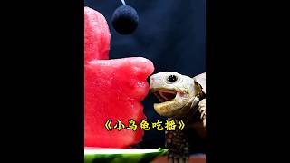 小乌龟沉浸式吃播，一口一个嘎嘣脆，看得让人流口水 #神奇的动物 #万物皆有灵性 #乌龟 #animals