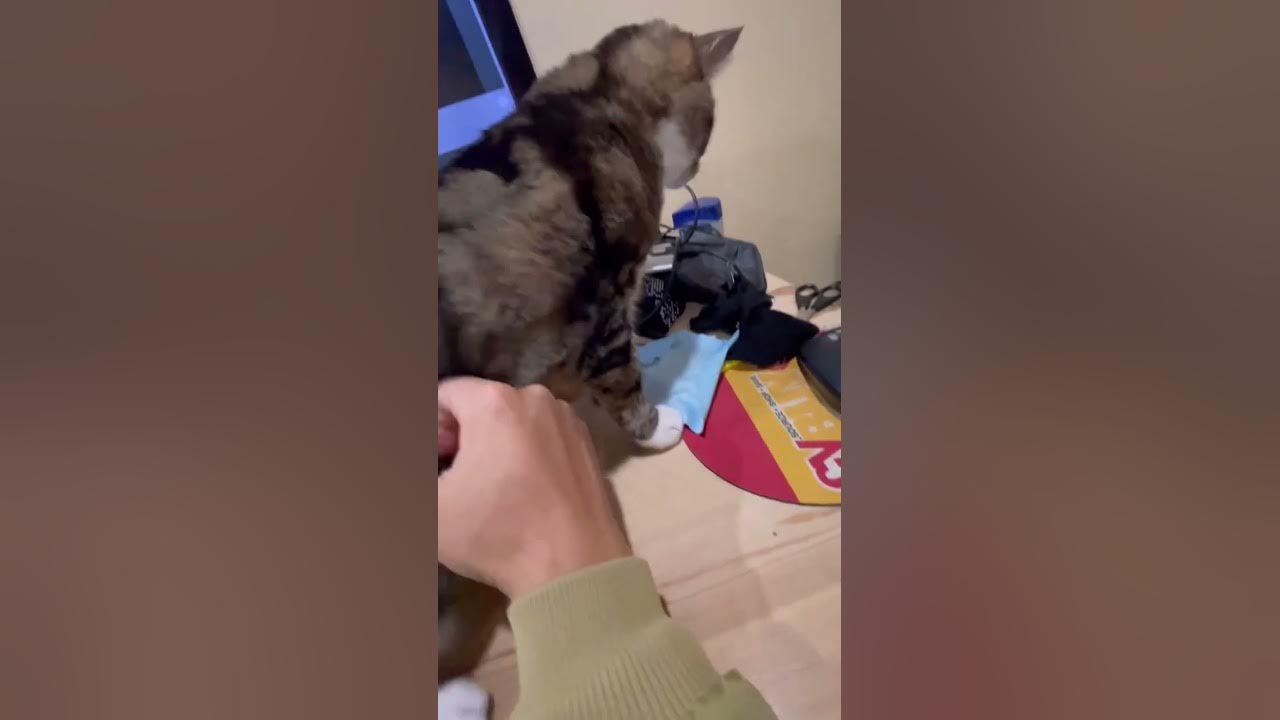 How my cat stays on the desk. YouTube