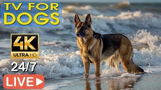 DOG TV - Relaxing Sounds for Dogs with Anxiety! Helped 4 Million Dogs Worldwide!