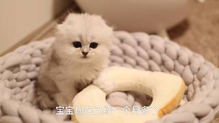 超丰盛快手猫饭，猫的海陆吐司 by 舅舅的尾巴 32 views 4 years ago 3 minutes, 39 seconds