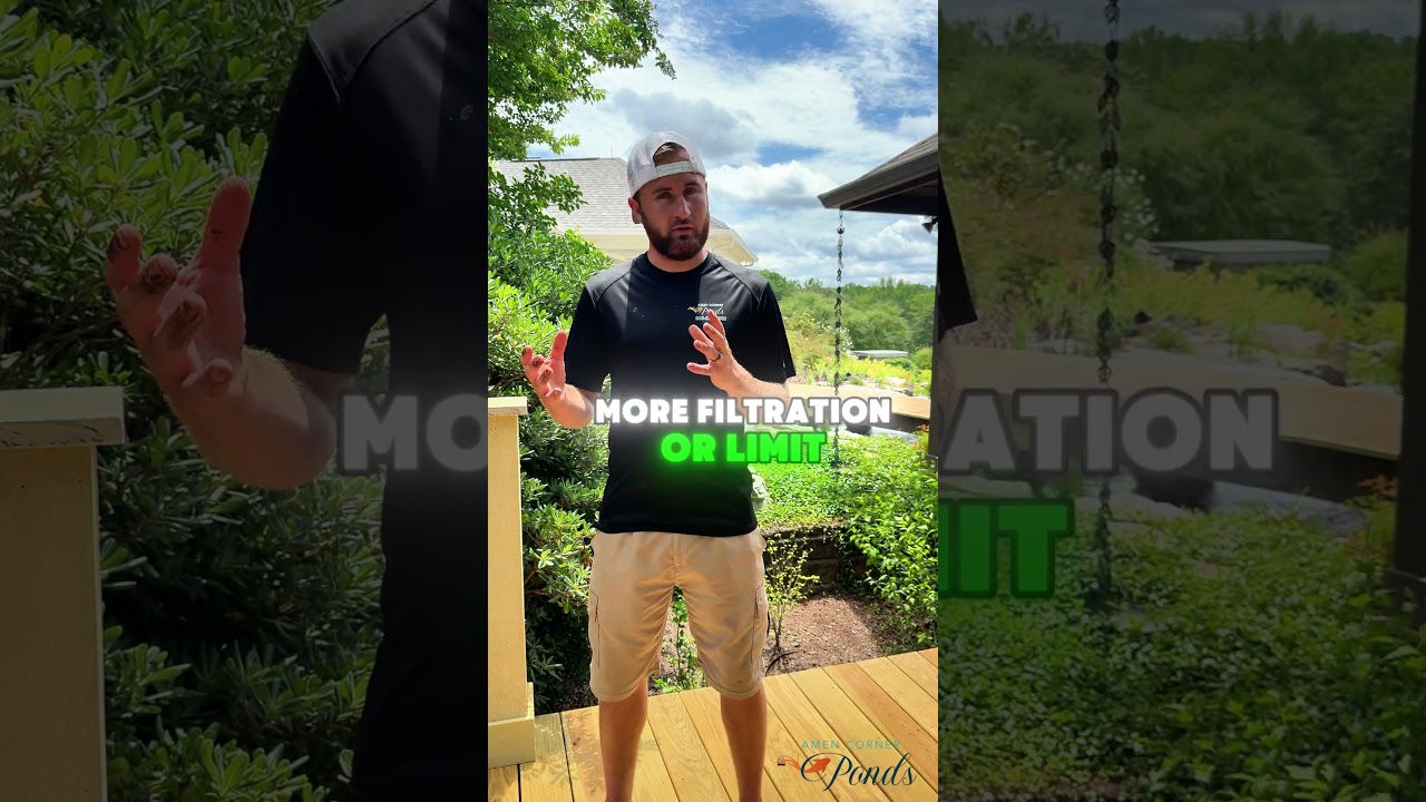 How to Control Algae in Your Koi Pond