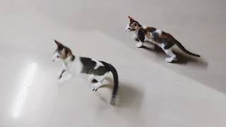 Jumping Kittens 😂 by CAT Lover 74 views 2 years ago 1 minute, 33 seconds