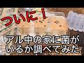 【ついに】アル中の家に菌がいるか調べてみた(アル中カラカラ)