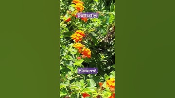 Thumbnail of Butterflies! 5 #music #nature #flowers