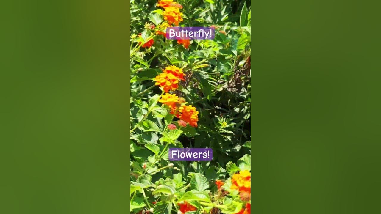 Butterflies! 5 #music #nature #flowers Butterflies! 5 #music #nature #flowers