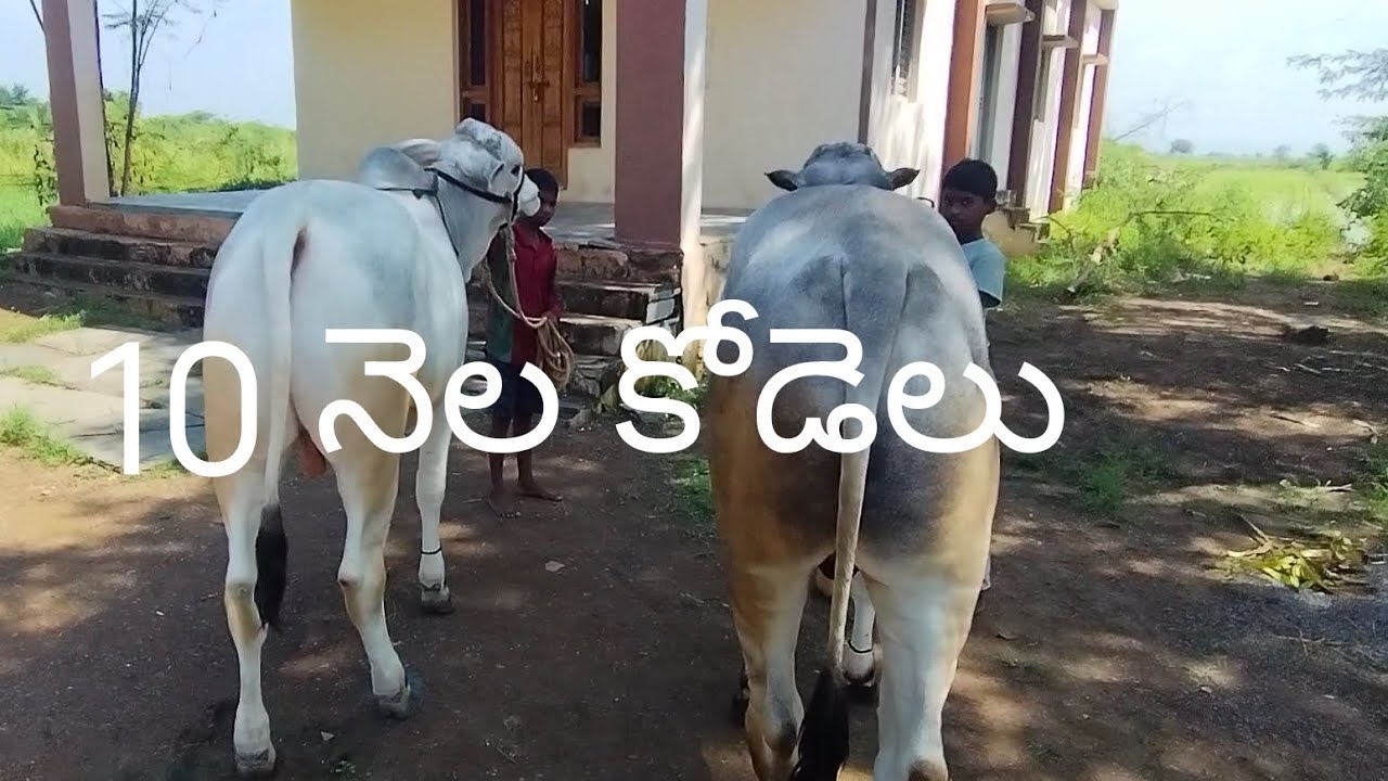 పాల పళ్ళ కోడలు.. 9705549673