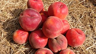:   . Peach Rubi Prince.   ,  