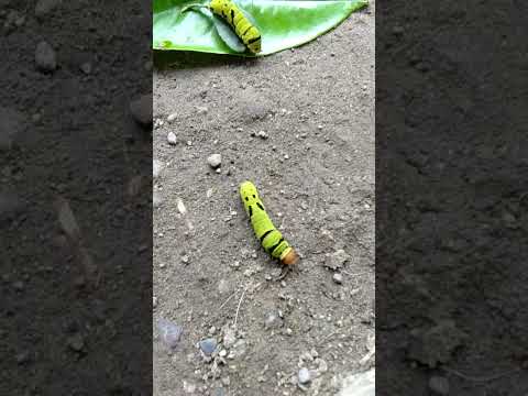 This Caterpillar will Turn into a Beautiful Butterfly