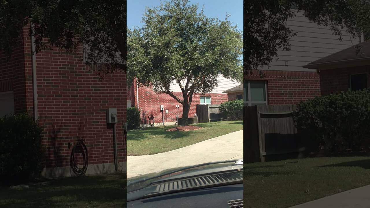 mowers grasshopper Vlog#40 tree service