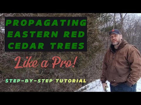 How To Grow Red Cedar Trees From Cuttings